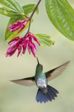 Greenish Puffleg (Haplophaedia aureliae) flying while feeding at a flower in Colombia, South