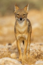 Golden jackal, (Canis aureus), animals, mammals, jackal, related to the wolf, Road to Ezuz, Ezuz,