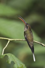 Great-billed Hermit (Phaethornis malaris), Ecuador