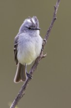 White-crested Tyrannulet (Serpophaga subcristata) perched on a branch in the Atlantic rainforest of