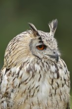 Bengal Eagle Owl or Indian Eagle Owl (Bubo bengalensis, Bubo bubo bengalensis), portrait, captive,