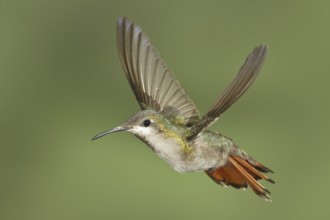Ruby-topaz Hummingbird (Chrysolampis mosquitus), Trinidad and Tobago