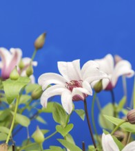 Clematis PRINCESS KATE, Plantarium 2016, Netherlands