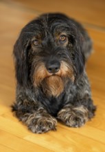 Rough-haired dachshund, male, 3 years, lying on parquet floor, Stuttgart, Baden-Württemberg,