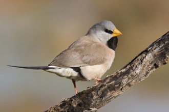 Long-tailed Finch (Poephila acuticauda), Kimberley, Western Australia, Australia