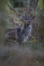 A young fallow deer (Dama dama) with broken antlers and bloody eavesdropper appears in front of the