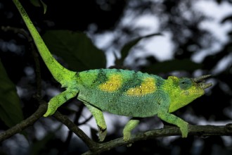 Three-horned chameleon (Trioceros jacksonii), male, Bwindi Impenetrable Forest National Park,