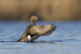 Gadwall (Mareca strepera) male, Utrecht, Netherlands