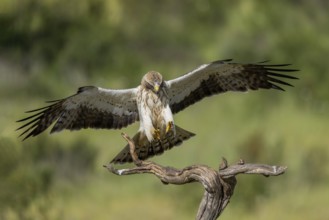 Booted eagle (Aquila pennata), approaching, Extremadura, Spain