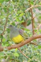 Waalia pigeon, (Treron waalia), family of pigeons, animals, birds, Middle East, pigeons, perch, Ayn