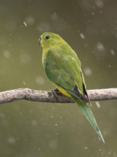 Orange-bellied Parrot (Neophema chrysogaster) juvenile perched on a branch in rain, Tasmania,