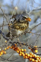 Fieldfare (Turdus pilaris) feeding on berries of Common sea buckthorn (Hippophae rhamnoides),