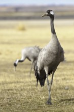 Common Crane (Grus grus), Laguna de Gallocanta, Spain