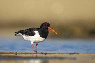 Eurasian Oystercatcher (Haematopus ostralegus) male, North Rhine-Westphalia, Germany