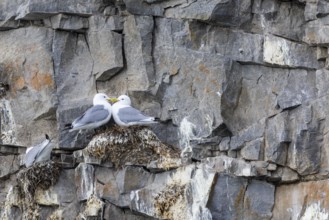 Group of kittiwakes (Rissa tridactyla) in a field wall, nesting sites, Mushamna, Spitsbergen,
