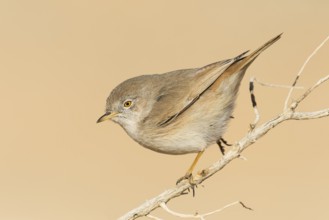 Asian Desert Warbler (Sylvia nana), Eilat, Israel