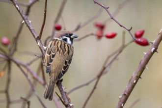 Tree sparrow (Passer montanus) sitting in a wild rose bush, Littlewood Ranch, Limbach, Burgenland,
