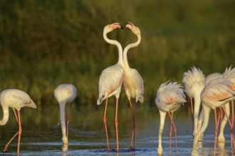 Pink flamingo, (Phoenicopterus ruber), Phoenicopterus roseus, animals, birds, flamingo, biotope,
