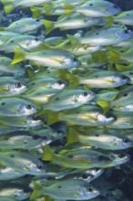 Shoal, group of Ehrenberg's snapper (Lutjanus ehrenbergii), Dangerous Reef dive site, St Johns