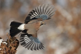 Eurasian Jay (Garrulus glandarius) flying, Saxony, Germany