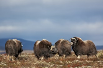 A group of musk ox calves (Ovibos moschatus) and slightly older young animals in the autumnal