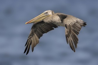 Brown Pelican (Pelecanus occidentalis), Texas, USA
