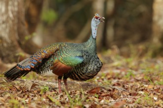 Ocellated Turkey (Meleagris ocellata) perched on the ground in Guatemala in Central America