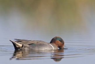 Green-winged Teal (Anas carolinensis) male, Florida, USA