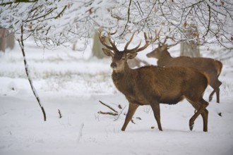A stag stands proudly in the snowy forest while another can be seen in the background, winter, red