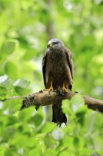 Black Kite (Milvus migrans), adult, alert, perch, Šumava, Czech Republic