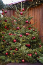 Christmas tree with red baubles on a hut at the Christmas market, Breitscheidplatz, Charlottenburg,