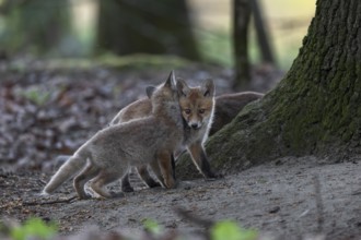 The more red fox cubs (Vulpes vulpes) a litter has, the more action takes place between them,