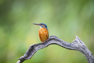 Common kingfisher (Alcedo atthis) sitting on an old wooden branch in late summer, wildife, Bavaria,