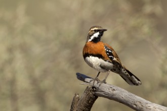 Chestnut-breasted Quail-thrush (Cinclosoma castaneothorax) male, Queensland, Australia