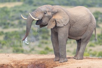 African elephant, (Loxodonta african), Addo Elephant National Park, Addo Camp, Western Cape, South