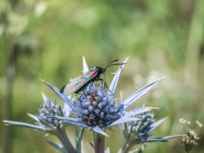 A six-spot burnet moth with vibrant red and black markings rests on a blue thistle bloom,