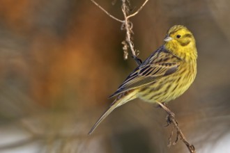 Yellowhammer (Emberiza citrinella), Saxony-Anhalt, Germany