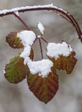 Schneebedeckte Blätter der Hunds-Rose (Rosa canina) in bunten Farben im Winter, Baden-Württemberg,