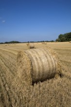 Round straw bales in field, Shottisham, Suffolk, England, United Kingdom