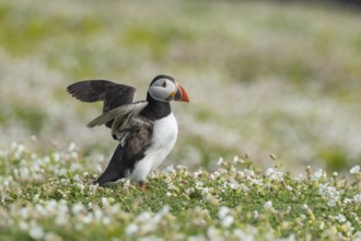 Atlantic puffin (Fratercula arctica) adult auk seabird bird flapping its wings amongst flowering