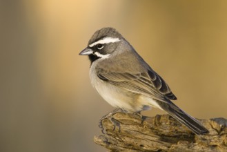 Black-throated Sparrow (Amphispiza bilineata), Arizona, USA