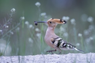 Eurasian Hoopoe (Upupa epops) with food in beak, Saxony-Anhalt, Germany