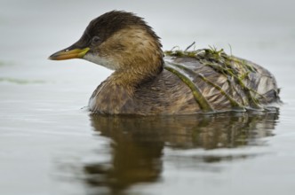 Little Grebe (Tachybaptus ruficollis), Schleswig-Holstein, Germany