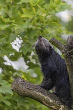 One binturong (Arctictis binturong), or bearcat balancing over branches framed by green leafs