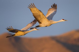 Sandhill Crane Grus canadensis tabida Bosque del Apache National Wildlife Refuge, New Mexico,