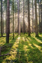 Sun shines through the forest and creates a dynamic pattern of light and shadow, Unterhaugstett,