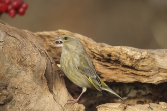 Greenfinch (Chloris chloris) at the winter feeding site, Allgäu, Bavaria, Germany, Allgäu, Bavaria,