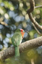 Red-bearded Bee-eater (Nyctyornis amictus), Kaeng Krachan, Thailand