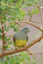 Waalia pigeon, (Treron waalia), family of pigeons, animals, birds, Middle East, pigeons, two birds