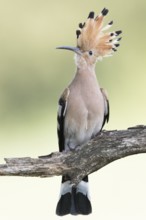 Eurasian Hoopoe (Upupa epops) perched on a branch, Serbia